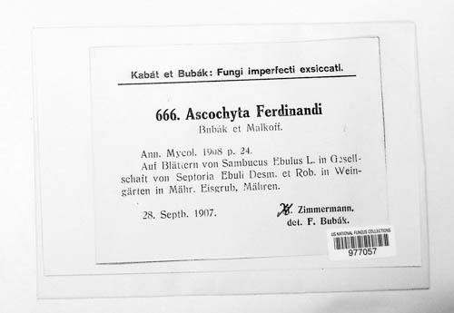 Ascochyta ferdinandi image